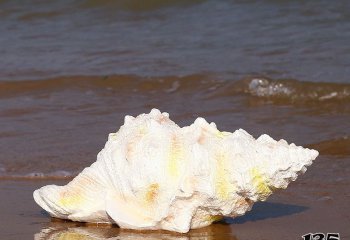 海螺雕塑-湖邊擺放的長行的玻璃鋼創(chuàng)意海螺雕塑