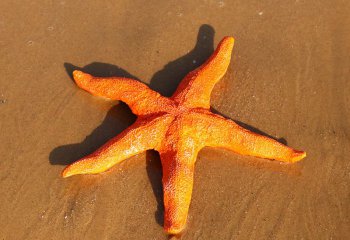 海星雕塑-公園街道擺放的玻璃鋼創意海星雕塑